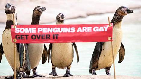 Homopingviinipari edustaa Lontoon eläintarhaa pride-kuukauden kunniaksi