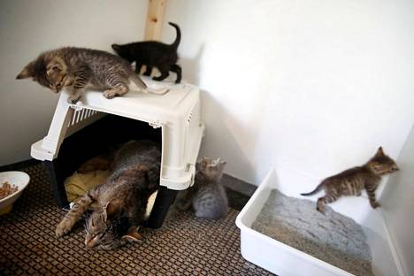 Kankaanpään eläinsuojeluyhdistys otti hoiviinsa useita kissapopulaatioita ja yksittäisiä kissoja vuonna 2020.