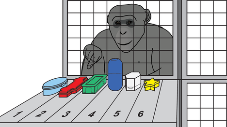 Simpanssin työmuisti on yhtä hyvä kuin ihmisellä, laatikkoleikki paljasti