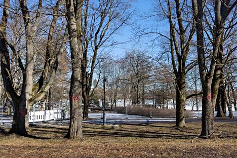 Kaadettavaksi punaisella merkittyjä puita Hesperianpuiston laidalla.