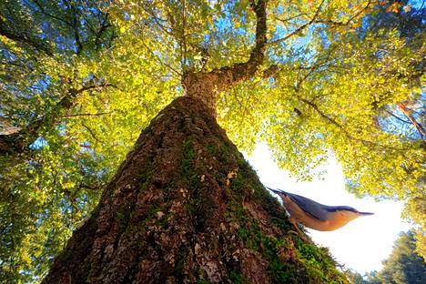 The walnut was photographed from an interesting angle against an oak tree in Spain.