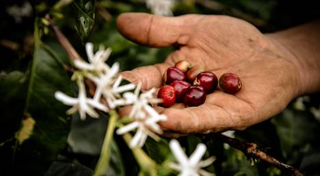 Nespresso tarjoaa apuaan alueilla, joissa kahvinviljely on uhattuna konfliktien, taloudellisten haasteiden tai ympäristökatastrofien takia