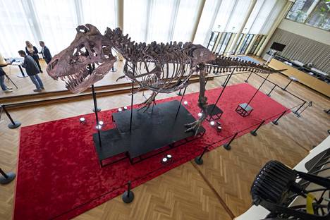 Tyrannosauruksen luurankoa esiteltiin keskiviikkona Kollerin huutokauppakamarilla.