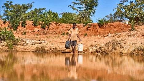 Mies haki vettä vasikoilleen Matobossa, Zimbabwessa toukokuussa. Väistyvä El Niño oli tutkijoiden mukaan merkittävä tekijä eteläistä Afrikkaa vaivanneessa kuivuudessa. 