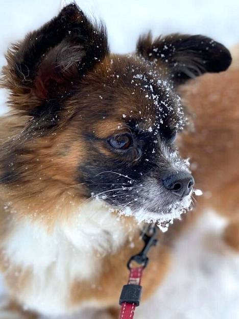 Yhdeksänvuotias rescue-koira Nino kävi mielellään koirapuistoissa.
