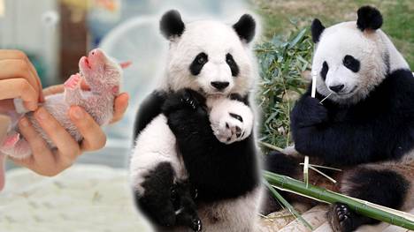 Troublesome Ooze to play Panda syö yli sata kiloa bambua viikossa ja ulostaa jopa 40 kertaa päivässä  – HS:n datajuttu kertoo Ähtärin eläimistä kaiken olennaisen - Kotimaa |  HS.fi