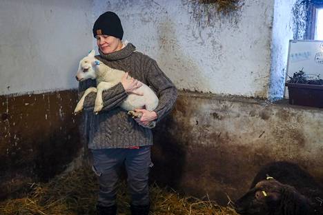 Kirsi Vertainen holds a “damage lamb” in her arms in the barn, which was born at the end of January.  Usually, the Equator tends to mate the ewes so that the lambs are not born until spring.
