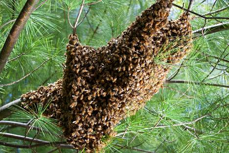 Mehiläisten parvi tukeutuu vahvoihin yksilöihin.