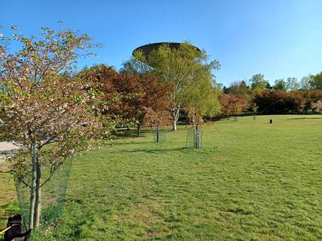 Roihuvuoren Kirsikkapuiston päälajikkeen kukat alkavat olla pudonneet.