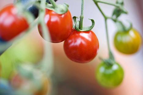 Parhaimman makuiset tomaatit kasvavat, kun kasvi saa vettä usein muttei liikaa kerralla.