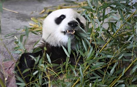 Hua Bao-panda, suomenkieliseltä nimeltään Pyry, ruokaili Ähtäri Zoon Pandatalossa 17. huhtikuuta 2018.