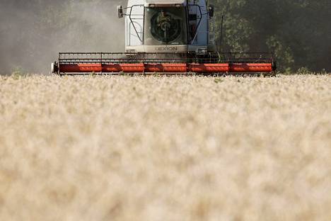 Ukraina on tunnettu maailman vilja-aittana. Se olisi ollut tänä vuonna maailman kolmanneksi suurin vehnän viejä. Kuva vuodelta 2020.