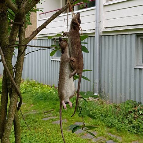 Kaksi kuollutta rottaa oli ripustettu roikkumaan puusta Maunulassa.