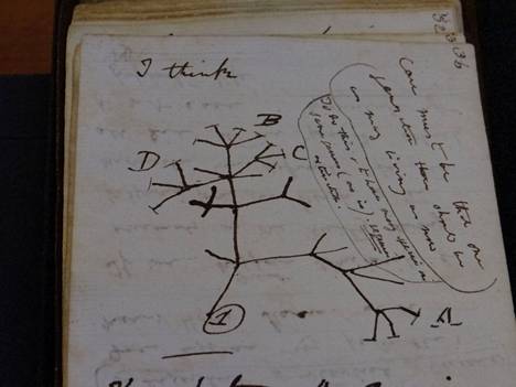 Muistikirja oli Darwinille tärkeä, sillä matkan aikana syntyneet ideat johtivat läpimurtoon vasta vuosien tutkimustyön jälkeen. 