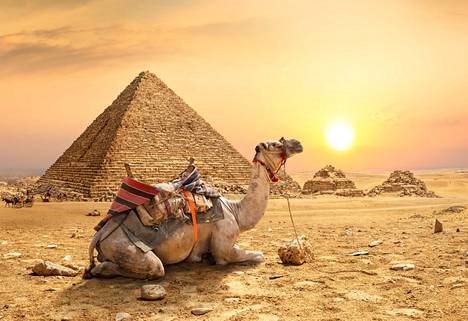 Karvojen peittämä kameli jaksaa elellä vaikka Egyptin paahteessa.