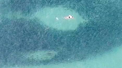 Eläimet | Ihmiset uivat tietämättään haiden lähellä Australiassa – Tilanne tallentui lennokki­videolle