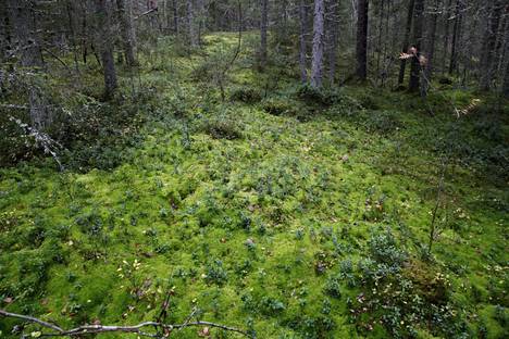 Riuttaskorpi Pirkanmaalla jäi pois Metsähallituksen kokoamasta edellisestä suojelupaketista.
