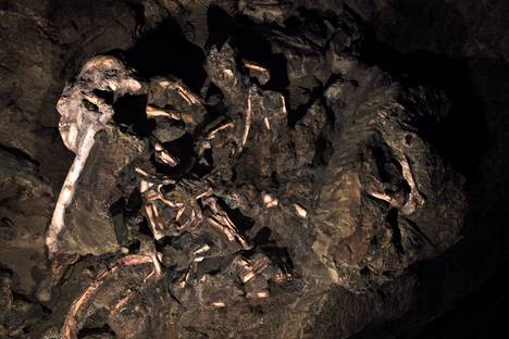 Little Foot -nimen saanut Australopithecuksen fossiili Sterkfonteinin luolassa Etelä-Afrikassa. Little Foot on lähes täydellinen etelänapinan fossiili. Se löydettiin 1994–1998. 