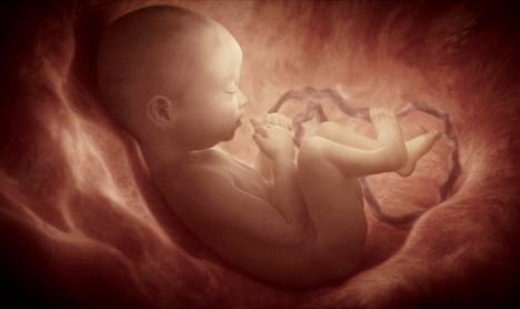 Lähestyvä syntymä näkyy sikiön hartioiden luiden kasvukäyrissä. Solisluiden kasvu hidastuu,  kun on aika tulla maailmaan. Kuvassa taiteilijan näkemys sikiöstä juuri ennen syntymää. 