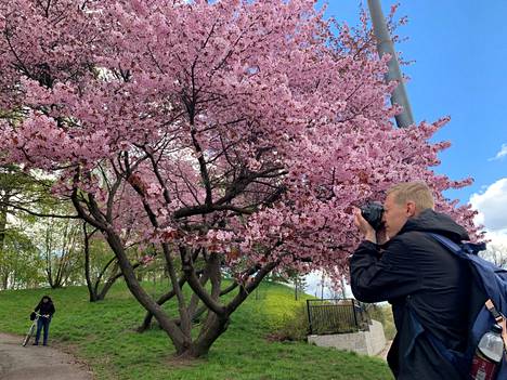 Nikolai Nefedov saapui Helsinkiin viikonlopuksi pelkästään kukkivien kirsikkapuiden vuoksi.