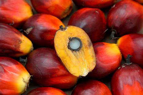 Tropiikin metsäkatoa kiihdyttävän palmuöljyn hinta nousee vauhdilla, se  nostaa myös esimerkiksi sampoon ja hammastahnan hintaa - Talous 