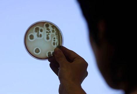 Kolibakteerin (E. coli) tutkimusta Latvian Riiassa sijaitsevassa laboratoriossa vuonna 2011. E.coli-bakteerit kuuluvat enterobakteereihin, joista monet ovat kehittäneet vastustuskyvyn antibiooteille.