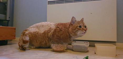 Kahdeksan vuotta kateissa olleelta Rontti-kissalta täytyi ajella selästä karva, sillä se oli takkuuntunut. Muuten kissa oli löytyessään hyväkuntoinen.