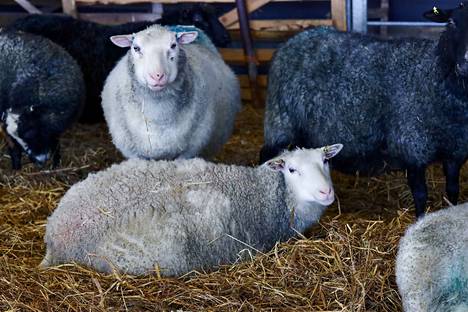 There are currently about 70,000 ewes in Finland, ie female sheep.  The picture shows the sheep of Paavila's sheep farm in Juva, Southern Savonia.