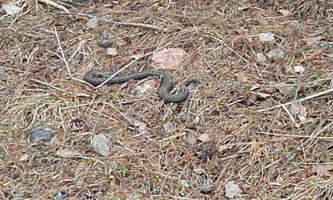 Penaksi nimetty käärme ulkoili torstaina Malminkartanossa.