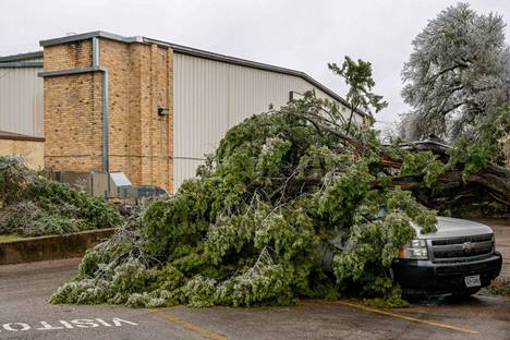 Puu oli kaatunut auton päälle 1. helmikuuta Austinissa Texasissa.