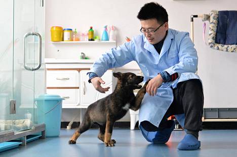 Kunxun-niminen koiranpentu leikki kiinalaistutkijan kanssa Pekingissä helmikuun lopussa.