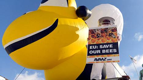 EU aikoo kieltää mehiläisille haitallisen hyönteismyrkyn käytön ulkoviljelyssä – Suomella ollut poikkeuslupa käsitellä sillä siemeniä