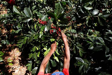 Narcisa Paz keräsi kahvisatoa kahviviljelmällään Hondurasin Cabanasissa. Valtaosa maailman kahvista tulee pieniltä viljelmiltä.