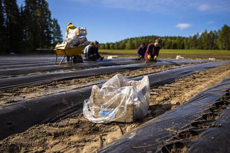 Venäläiset ja ukrainalaiset kausityöntekijät istuttivat mansikan taimia Suonenjoella viime kesänä.