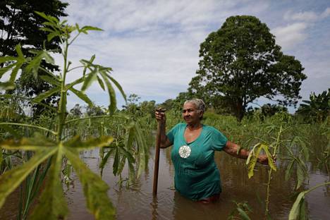 Maanviljelijä Iracema Guimaraes da Costa tutki tulvaveden alle jääneitä viljelyksiä Amazonasin osavaltiossa Brasiliassa toukokuussa.