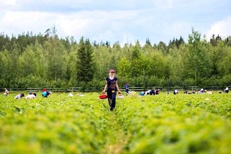 Ukrainalaiset kausityöntekijät poimivat suureksi osaksi suomalaisten mansikat.