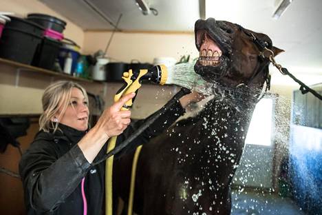 Tallilla hevosta hellitään kuin kylvetettävää pikkulasta. Valmentaja Katja Melkko suihkuttaa ravuria treenikierroksen jälkeen Lumijoella.
