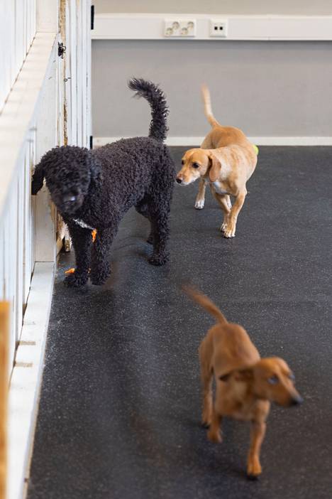 Tassumafian koirahotelleissa koirat viettävät runsaasti aikaa toistensa kanssa.