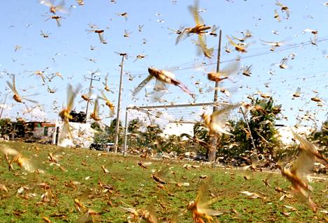 Ihmisen tapa selviytyä on muokata ja kultivoida ympäristöään, kirjoittaa Riikka Kaihovaara. Kuvassa heinäsirkkoja Meksikossa vuonna 2006.
