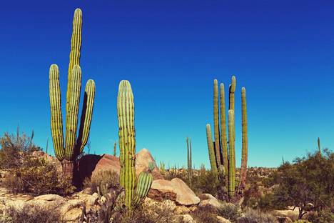 Kaktukset viihtyvät kuivassa maastossa. 