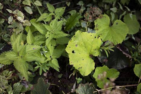 Leena Luoto jättää pihaansa hyönteisten ruuaksi nokkosta ja leskenlehteä, jolloin puutarhakasvit usein saavat olla rauhassa. Leskenlehti on tärkeä, sillä se antaa ravintoa pölyttäjille varhain keväällä.