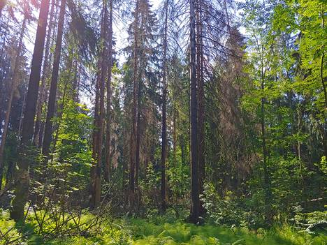 Kirjanpainaja on tuhoamia puita Helsingin Keskuspuistossa Maunulassa.