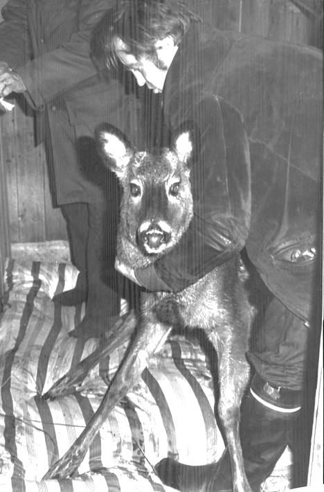 Jukka Ranne hieroi peuraa eläinlääkärin tuloa odoteltaessa. Saunassa lämmiteltyään kohmettunut eläin sai alleen patjan.