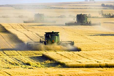 Harvesters harvest wheat in North Dakota in the United States
