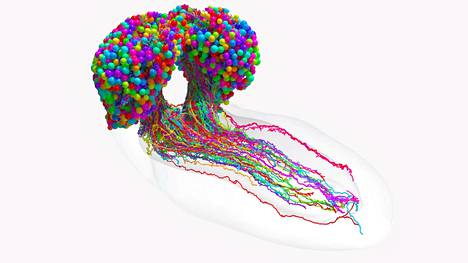 Kartta hermosolujen yhteyksistä kertoo, että toukan aivoissa on 93 solutyyppiä. 
