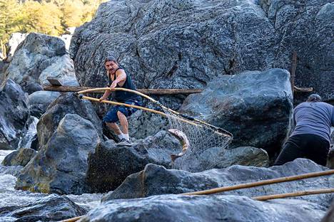 Karuk-heimoon kuuluva Ron Reed nosti lohen Klamathjoesta perinteisellä verkolla Ishi Pishi -putouksilla Siskiyoun piirikunnassa syyskuussa.