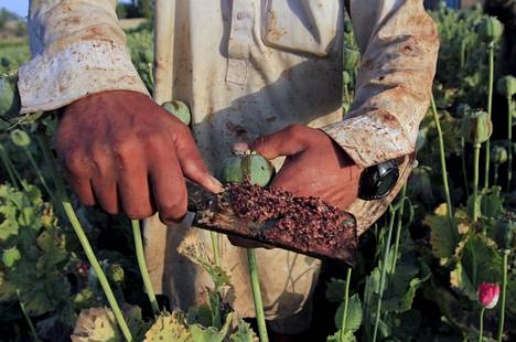 Viljelijä irrotti raakaoopiumia unikon kukasta Jalalabadin liepeillä huhtikuussa 2015.