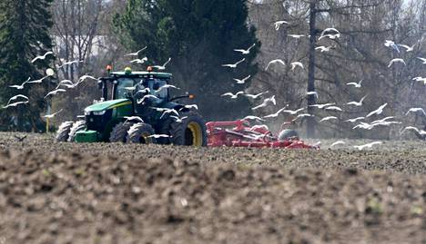 Lokit seurasivat pellolla äestävää traktoria matojen toivossa Tuusulan Paijalan kylässä toukokuussa.
