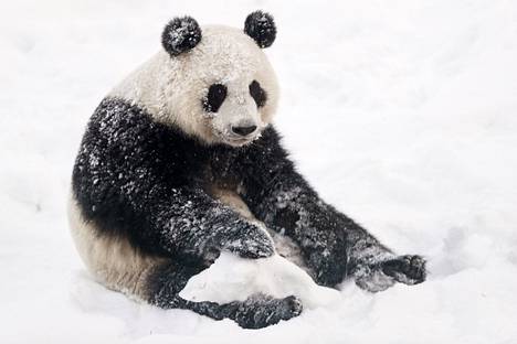 Jin Bao Bao eli Lumi väsähti lumessa peuhaamisen jälkeen Ähtärin eläinpuiston Pandatalon avajaispäivänä helmikuussa 2018.