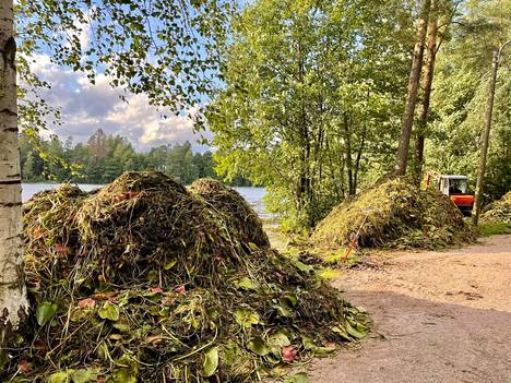 Kuivumassa olleen järven pinta saatiin taas nousuun Kauniaisissa: ”Kyllä se  siitä ennalleen palautuu” - Espoo 